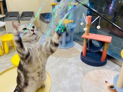 -猫力发电所·宠物专门店