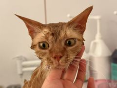 -老吴的猫·猫舍(新区店)