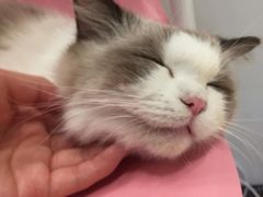 -momokira米努特·德文卷毛猫·棉花面纱犬