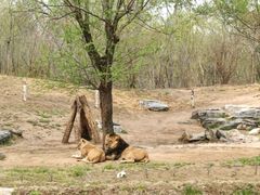 -北京野生动物园