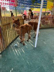 -萌宠亲子动物乐园(槐房万达店)