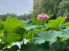 -陈家山荷花公园