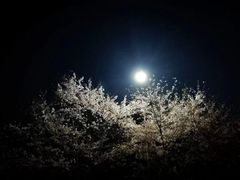 -武汉大学-樱园