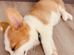 -浣熊柯尔鸭土拨鼠·电玩咖