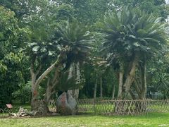 -中国科学院西双版纳热带植物园