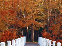 -上海海湾国家森林公园