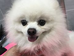 -宠福鑫康馨动物医院·骨科·眼科