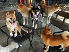 -柴犬高等学院·狗咖·柴犬售卖·宠物训练