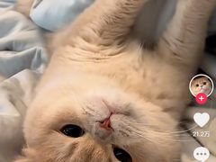 -达爱动物医院·犬猫分区·CT·复杂眼科(远洋山水分院)