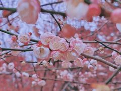 -秀丽东方