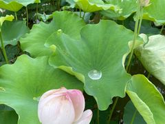 -武汉紫薇都市田园