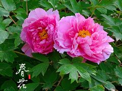 -陕西省西安植物园