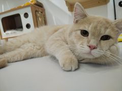 -COLOR PETS 撸猫馆·购猫·猫咖(长风大悦城店)