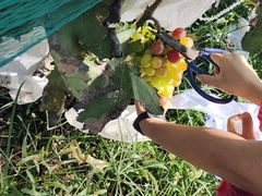 采摘葡萄-开心庄园