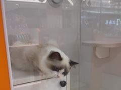 -三花喵·撸猫购宠·宠物生活馆(虹桥南丰城店)