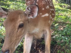 -大连森林动物园