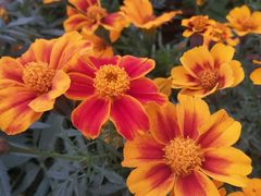 -华南国家植物园-售票处