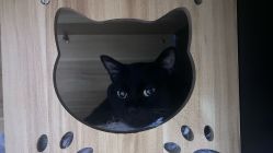 -Hair Code芭曲发型