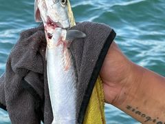 -日照世帆赛基地