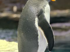 -新加坡飞禽公园