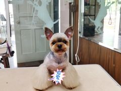 -鑫艺宠物美容培训学校