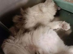-艾吉宠物医院·疑难杂症转诊中心·猫友好(碧江路院)