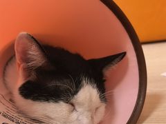 -乐派堂宠物医院·猫友好· 心脏科(东街店)