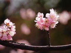 -顾村公园