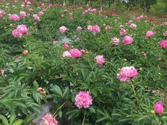 -扬州芍药园(仪征市)