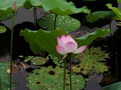 -荔湾湖公园