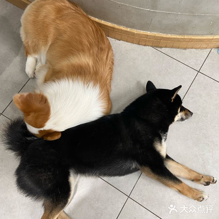 没有这个狗子是不会理你的！狗子们也很辛苦