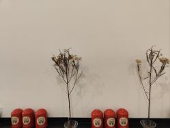 -茉柠Morning Nails