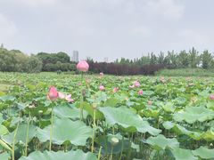 -苏州金鸡湖大酒店
