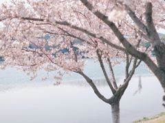 -羊山湖公园