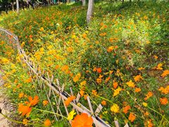 -北京西山国家森林公园