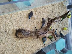 -怪兽屋·羊驼·猫咖·狗咖(俊华广场店)