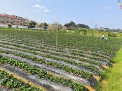 -长洲岛都市农业公园