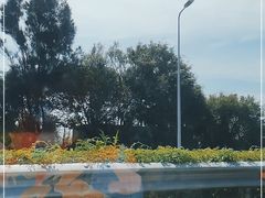 -南普陀素菜馆