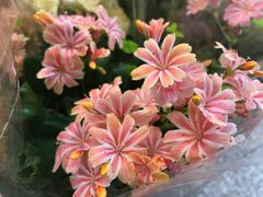-双季花艺园艺市场(浦东店)