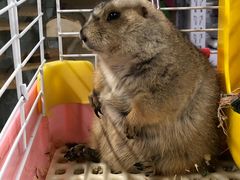 -钓仓鼠(洋桥北里小区店)
