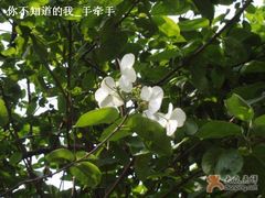 -盆景园(扬州大运河文化旅游度假区)