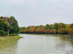 -上海海湾国家森林公园