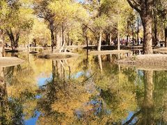 -金塔沙漠胡杨林景区