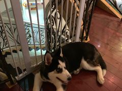 -喜柴咖啡·柴犬狗咖