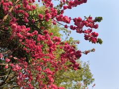 -洛龙公园