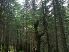 -芦芽山旅游度假区