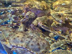 -蟹之国·精品蟹料理(极地店)