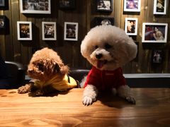 -百好乐宠物友好餐厅(朝外大街店)