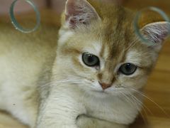 -猫十亿·布偶金渐层·曼基康矮脚猫舍(青年路店)