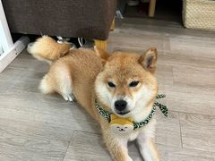 -柴迷FANS CLUB·柴犬狗咖·猫咖